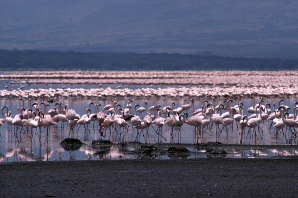 Lake Bogoria National Reserve